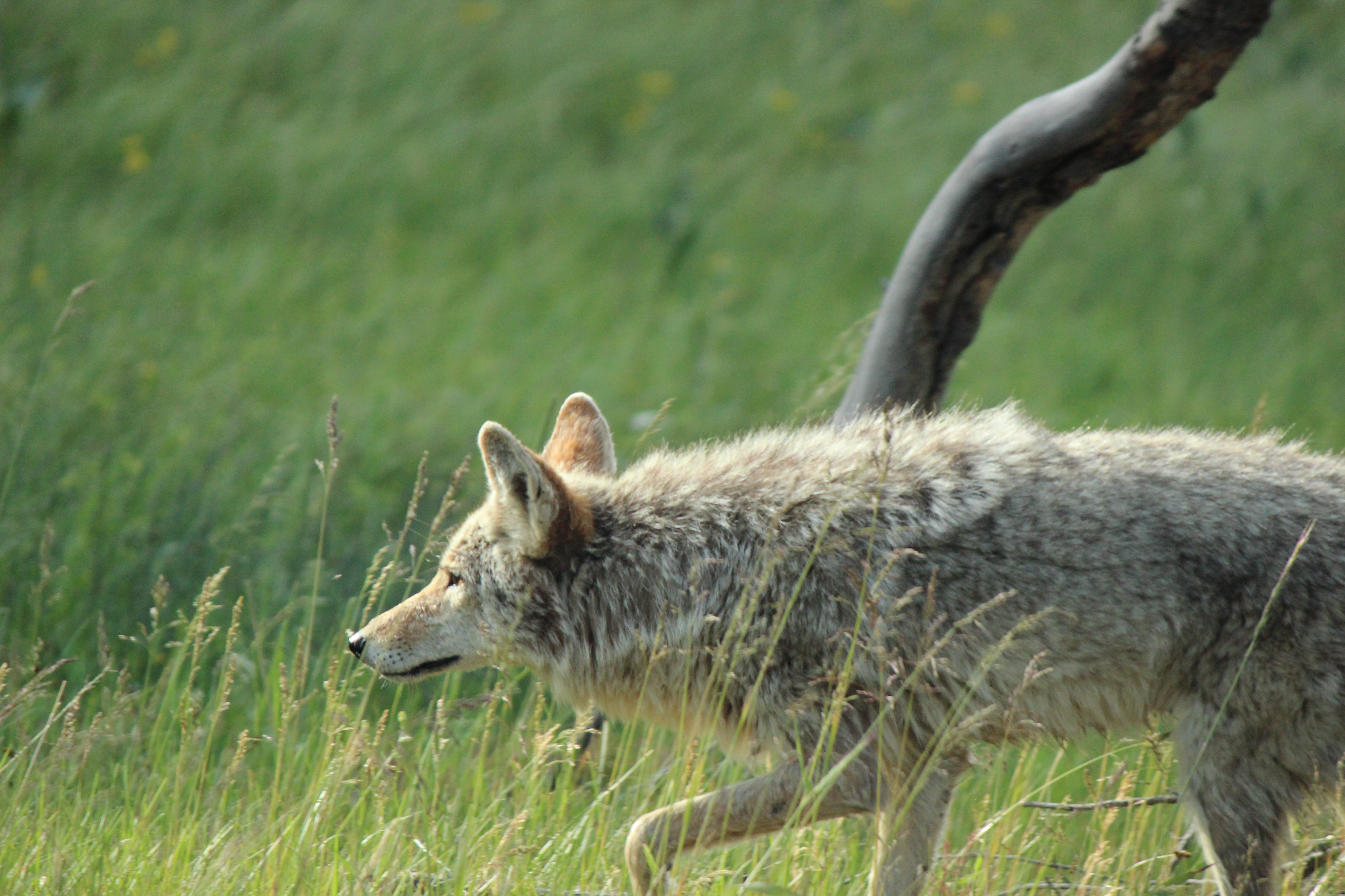 Yellowstone Coyote 2016